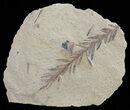 Metasequoia (Dawn Redwood) Fossil - Montana #62284-2